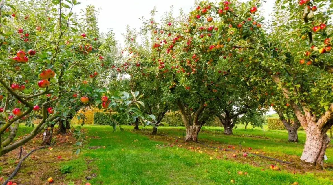 Apple trees heavy with red fruit in an orchard, with a black irrigation line running across the grass