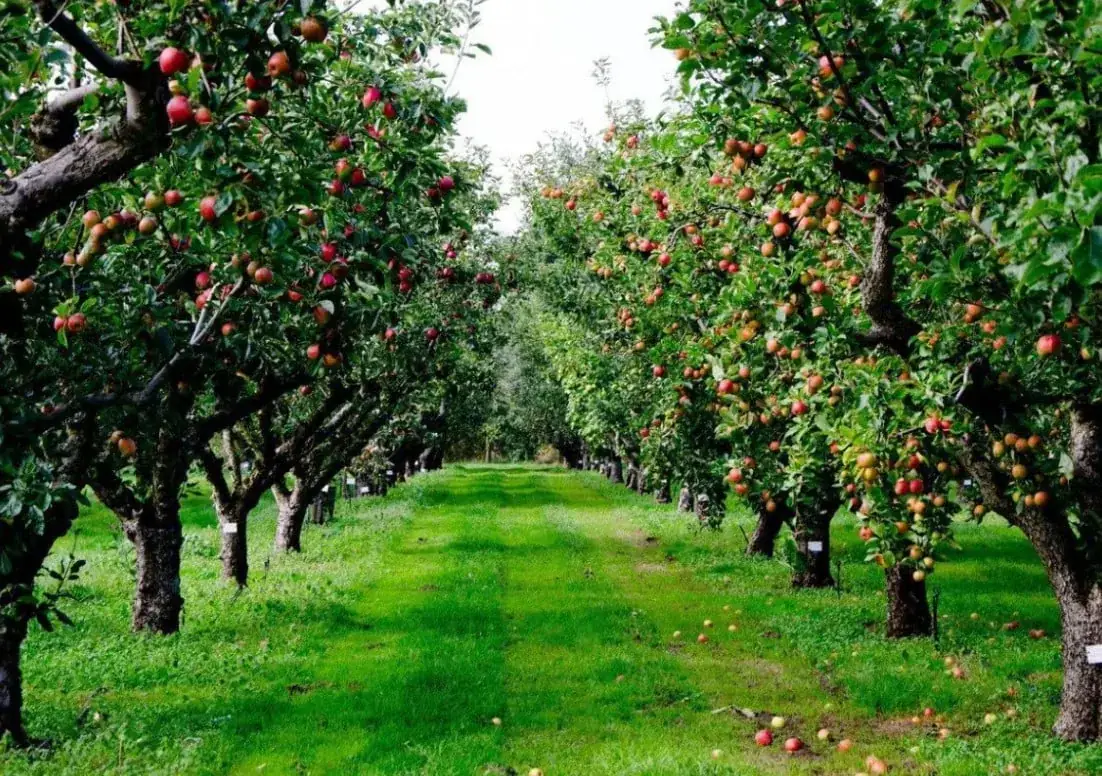 Grassy lane between two rows of apple trees loaded with ripe fruit
